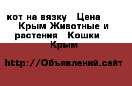 кот на вязку › Цена ­ 1 - Крым Животные и растения » Кошки   . Крым